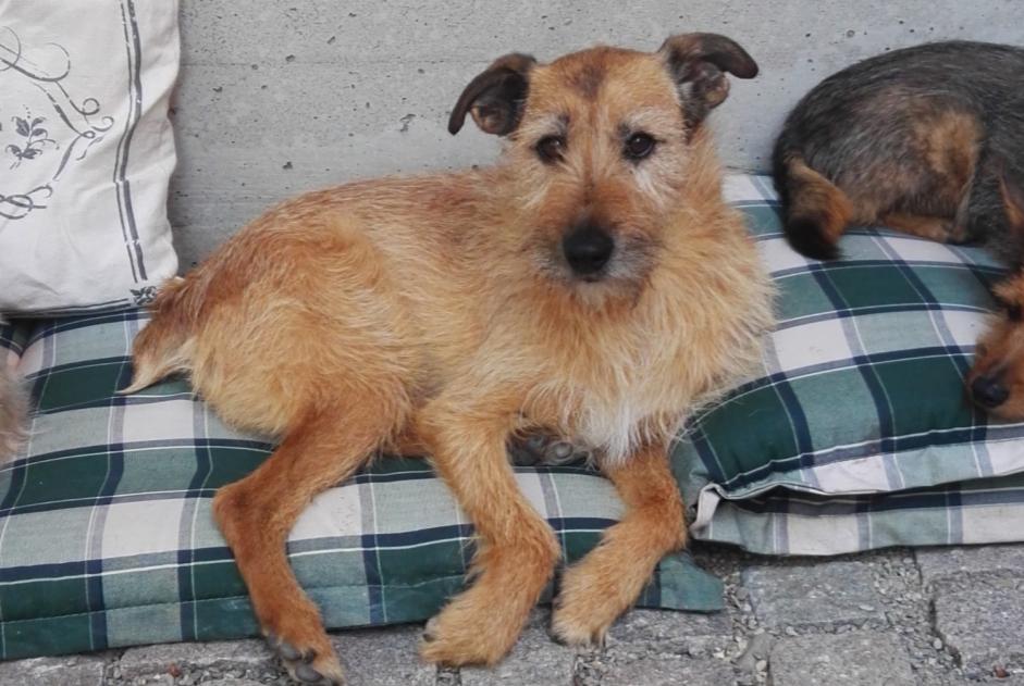 Vermisstmeldung Hund rassenmischung Männliche , 14 jahre Kunheim Frankreich