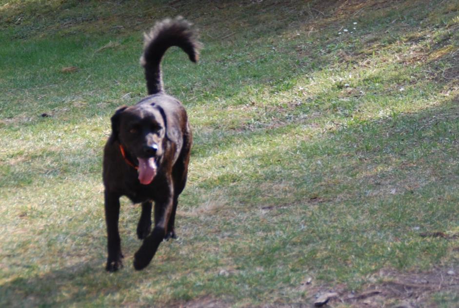 Vermisstmeldung Hund rassenmischung Männliche , 13 jahre Marignane Frankreich