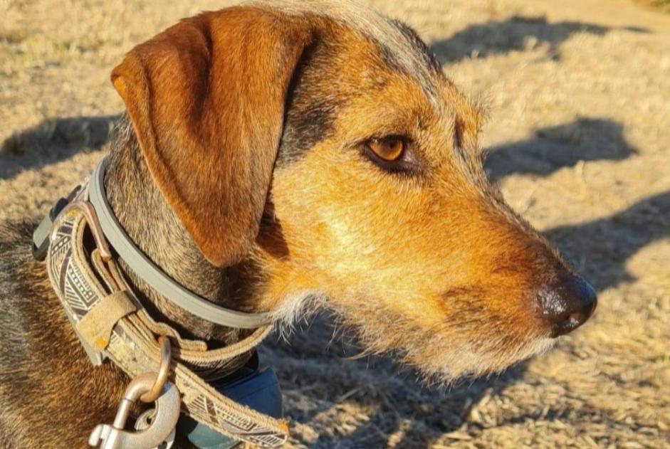 Vermisstmeldung Hund rassenmischung Weiblich , 6 jahre Stotzheim Frankreich