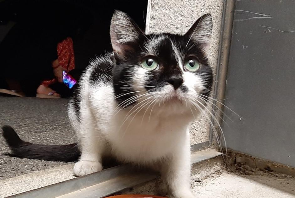 Vermisstmeldung Katze rassenmischung Männliche , 2 jahre Toulouse Frankreich