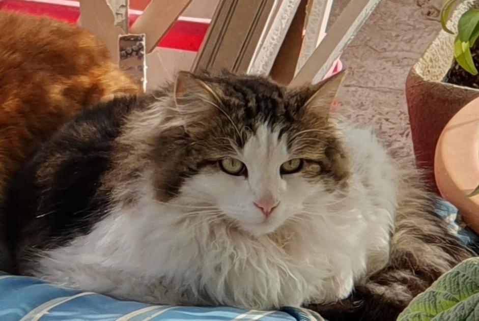 Vermisstmeldung Katze Männliche , 2 jahre Mouriès Frankreich