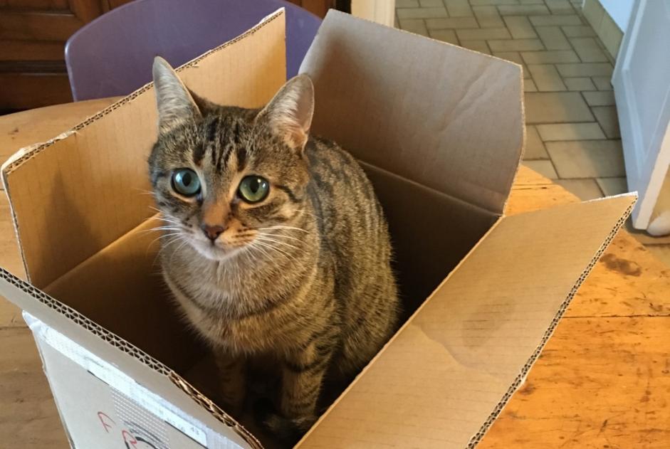 Vermisstmeldung Katze  Weiblich , 5 jahre Clamart Frankreich