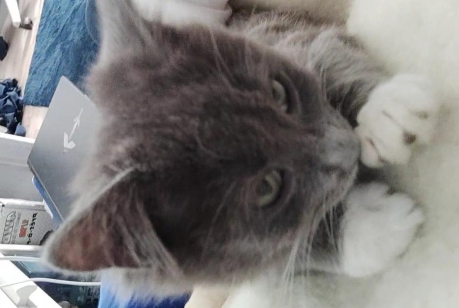 Vermisstmeldung Katze Weiblich , 1 jahre Lanester Frankreich