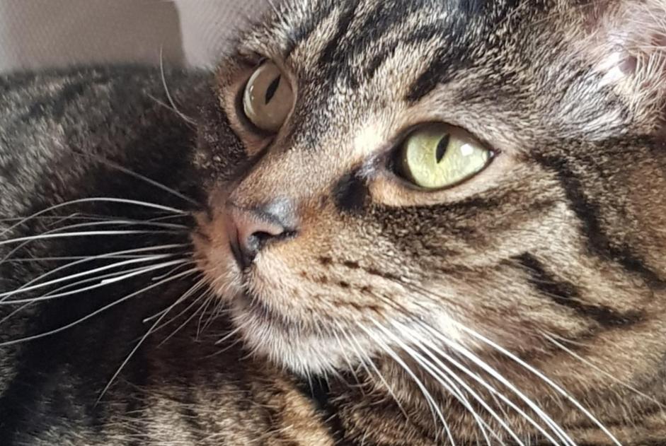 Vermisstmeldung Katze rassenmischung Weiblich , 5 jahre Wissembourg Frankreich