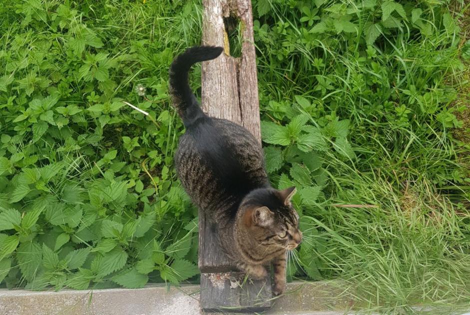 Vermisstmeldung Katze rassenmischung Weiblich , 5 jahre Wissembourg Frankreich
