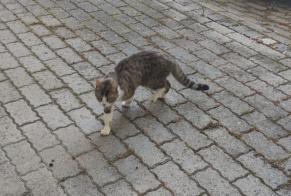 Fundmeldung Katze Unbekannt Laconnex Schweiz
