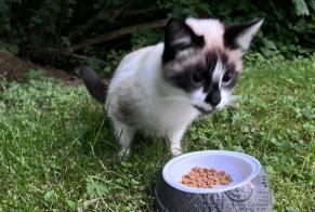 Fundmeldung Katze Unbekannt , Zwischen 4 und 6 Monaten Lausanne Schweiz