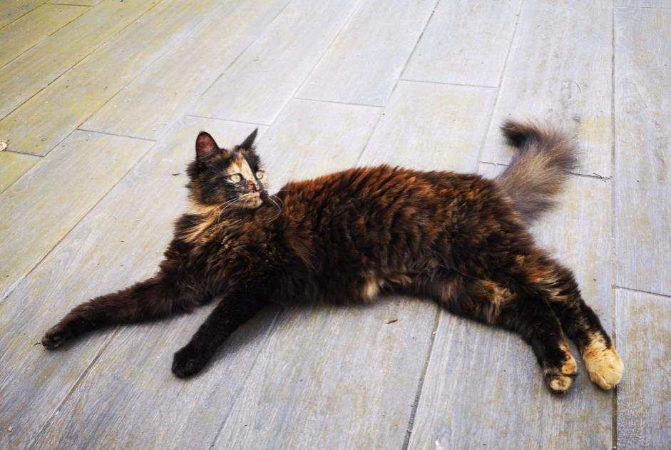 Vermisstmeldung Katze Weiblich , 1 jahre Vallons-de-L'Erdre Frankreich