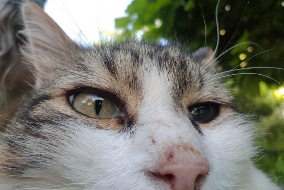 Vermisstmeldung Katze  Männliche , 11 jahre Orléans Frankreich