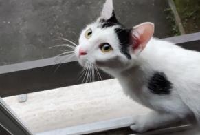 Vermisstmeldung Katze Weiblich , 2 jahre Bex Schweiz