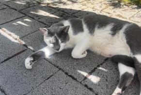 Fundmeldung Katze Unbekannt , 1 Jahr Zürich Schweiz