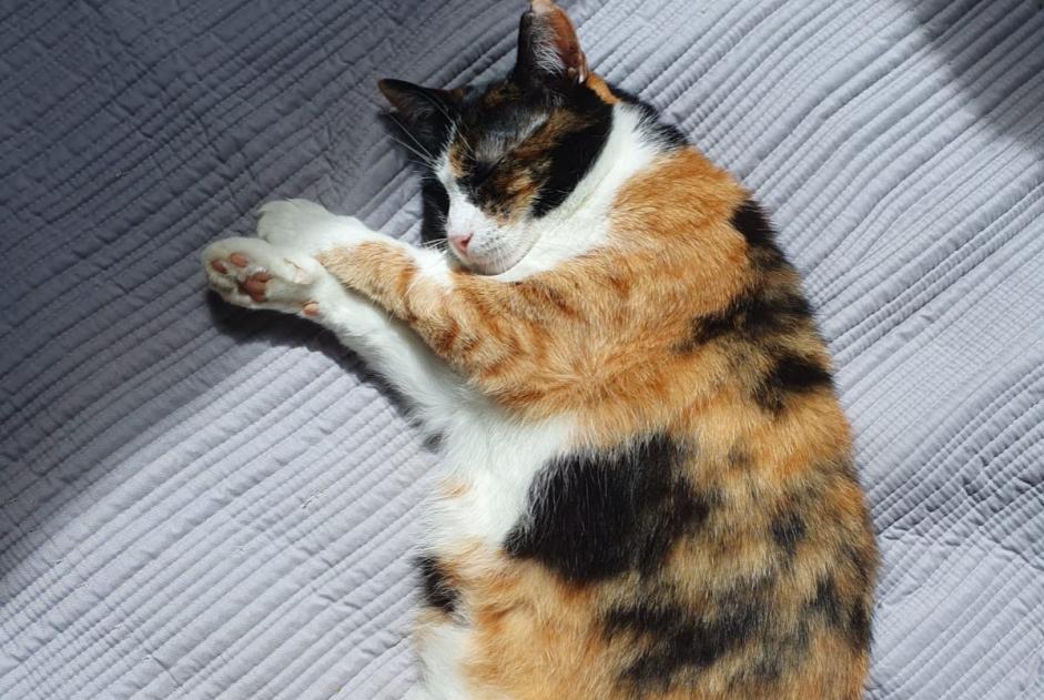 Vermisstmeldung Katze rassenmischung Weiblich , 5 jahre Castres Frankreich