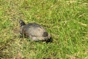 Fundmeldung Schildkröte Unbekannt Grez-Doiceau Belgien