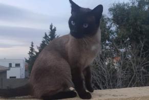Vermisstmeldung Katze  Männliche , 5 jahre Perpignan Frankreich