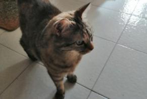 Vermisstmeldung Katze  Weiblich , 9 jahre Grenoble Frankreich