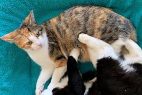 Vermisstmeldung Katze Weiblich , 2 jahre Vuarrens Schweiz