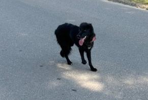 Fundmeldung Hund rassenmischung Unbekannt Romont Schweiz