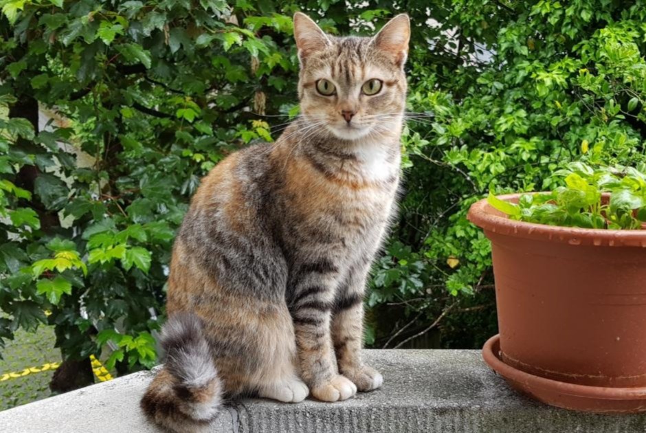 Vermisstmeldung Katze Weiblich , 7 jahre Lausanne Schweiz