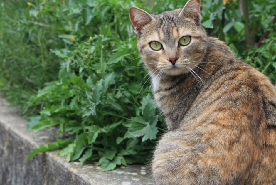 Vermisstmeldung Katze Weiblich , 7 jahre Lausanne Schweiz