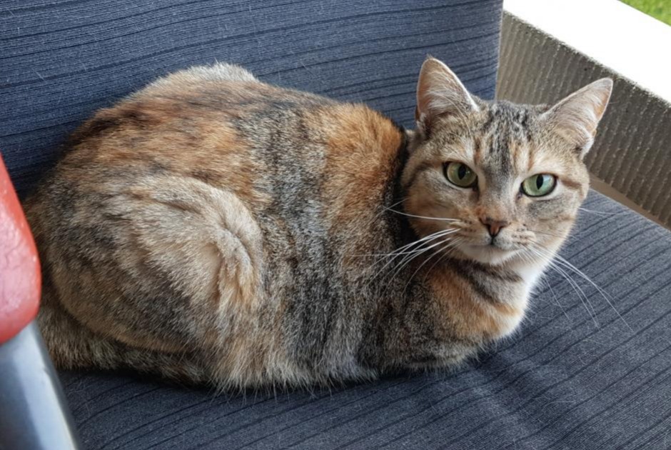 Vermisstmeldung Katze Weiblich , 7 jahre Lausanne Schweiz