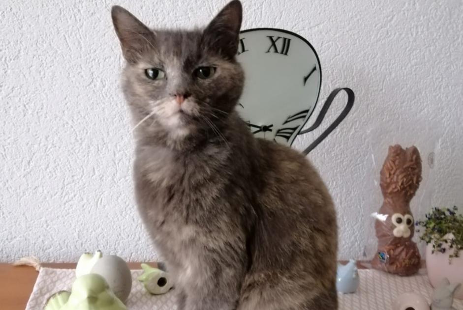 Vermisstmeldung Katze Weiblich , 12 jahre Nyon Schweiz