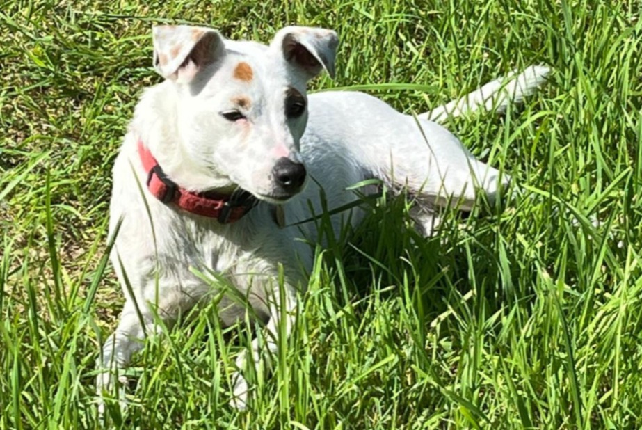 Vermisstmeldung Hund  Weiblich , 2 jahre Saint-Cergue Schweiz