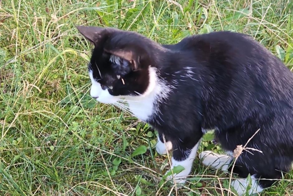 Vermisstmeldung Katze Männliche , 2 jahre Oron Schweiz