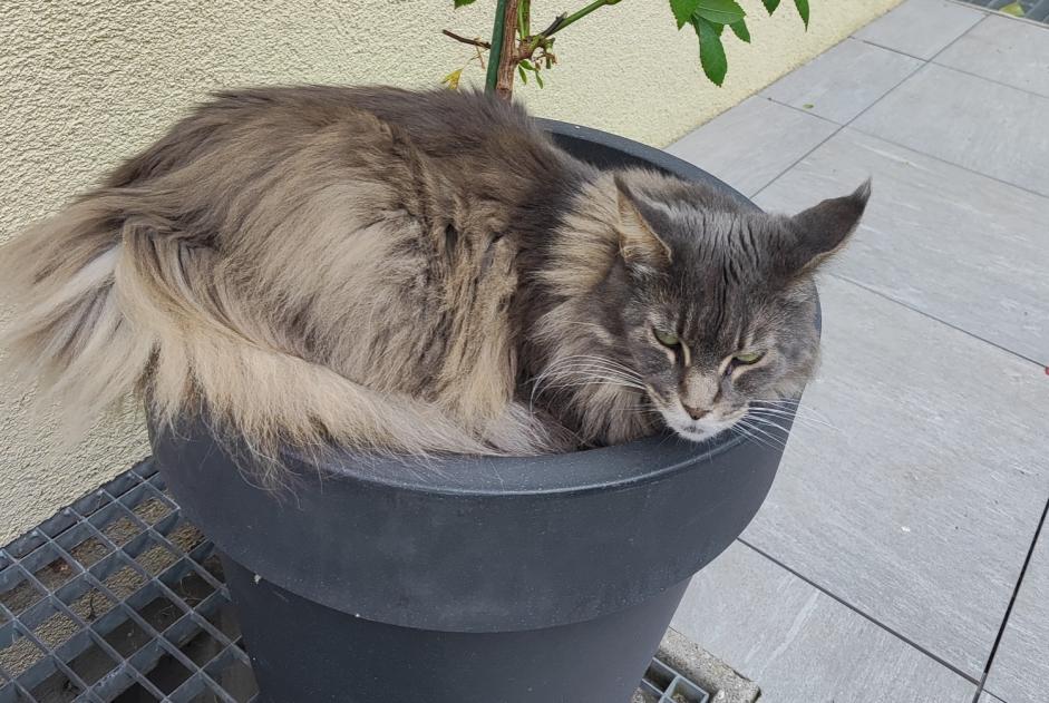 Vermisstmeldung Katze  Weiblich , 9 jahre Martigny Schweiz