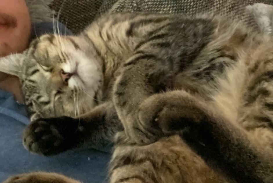 Vermisstmeldung Katze Männliche , 1 jahre Yvonand Schweiz