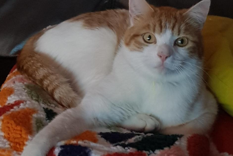 Vermisstmeldung Katze Männliche , 2 jahre Saint-Jean-de-Gonville Frankreich