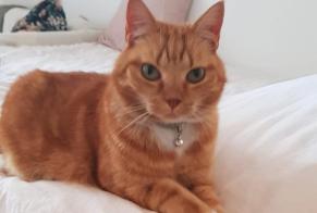 Vermisstmeldung Katze Weiblich , 7 jahre Uccle Belgien