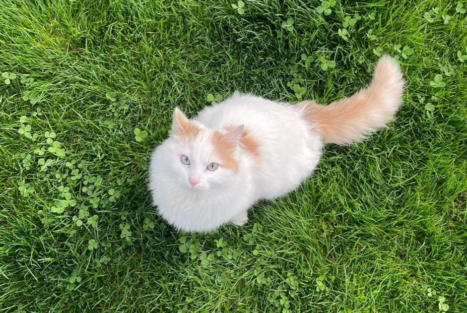 Vermisstmeldung Katze  Weiblich , 1 jahre Villeneuve Schweiz