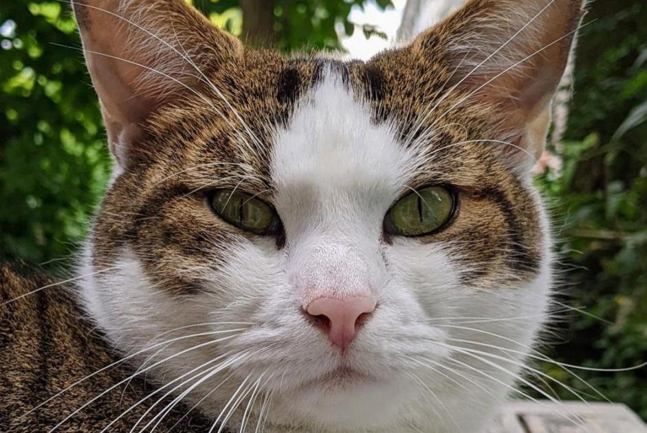 Vermisstmeldung Katze rassenmischung Männliche , 7 jahre Bern Schweiz