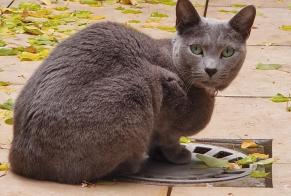 Vermisstmeldung Katze  Weiblich , 3 jahre Woluwe-St.-Lambert Belgien