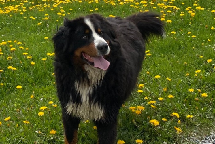 Vermisstmeldung Hund  Männliche , 6 jahre Crans-Montana Schweiz