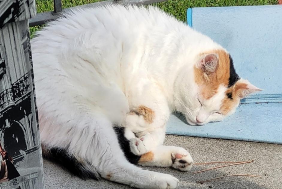 Vermisstmeldung Katze Weiblich , 10 jahre Val Terbi Schweiz