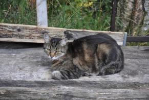 Vermisstmeldung Katze Männliche , 12 jahre Blonay - Saint-Légier Schweiz