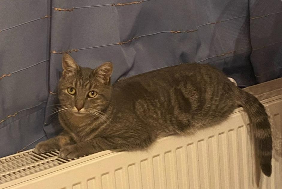 Vermisstmeldung Katze Männliche , 3 jahre Binche Belgien