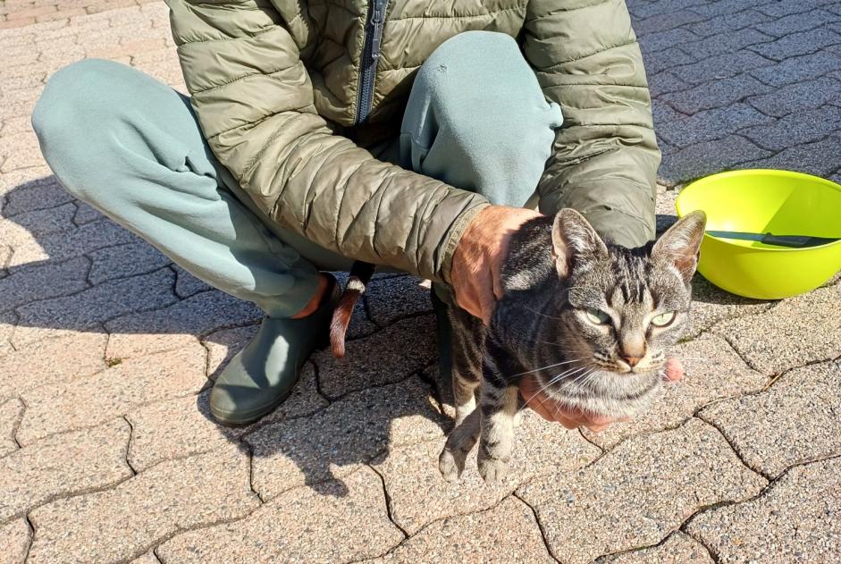 Fundmeldung Katze rassenmischung Männliche Riaz Schweiz