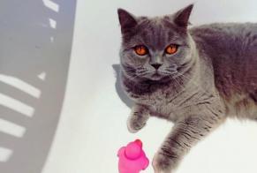 Vermisstmeldung Katze  Weiblich , 7 jahre Flémalle Belgien