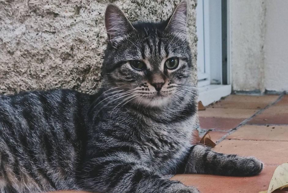 Vermisstmeldung Katze  Männliche , 1 jahre Niort Frankreich