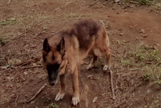 Vermisstmeldung Hund  Weiblich , 10 jahre Le Port Frankreich