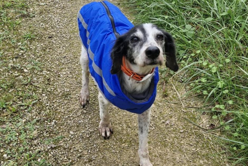 Vermisstmeldung Hund rassenmischung Weiblich , 11 jahre Puylagarde Frankreich