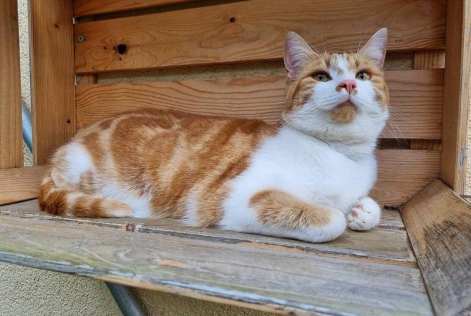 Vermisstmeldung Katze Männliche , 2 jahre Vullierens Schweiz