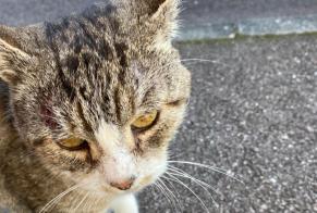 Fundmeldung Katze  Männliche Franqueville-Saint-Pierre Frankreich