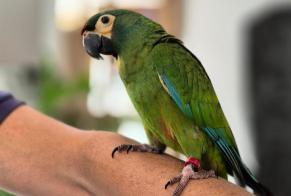 Vermisstmeldung Vogel Männliche , 2024 jahre Saint-Prex Schweiz