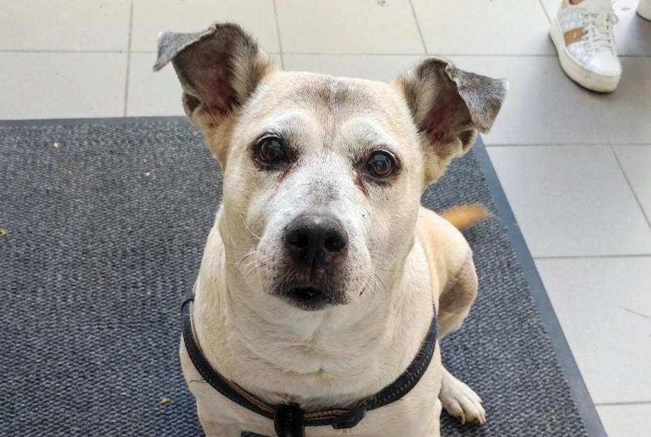 Fundmeldung Hund Weiblich Ham-sur-Heure-Nalinnes Belgien