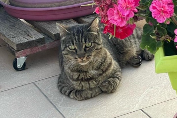 Vermisstmeldung Katze Weiblich , 7 jahre Huisseau-sur-Cosson Frankreich