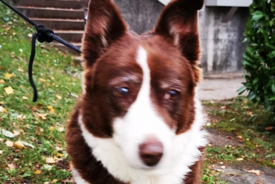 Fundmeldung Hund Weiblich Boudry Schweiz