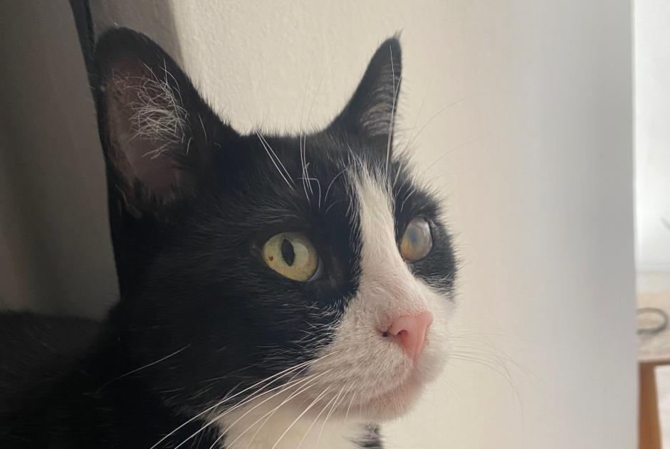 Vermisstmeldung Katze Männliche , 7 jahre Sion Schweiz